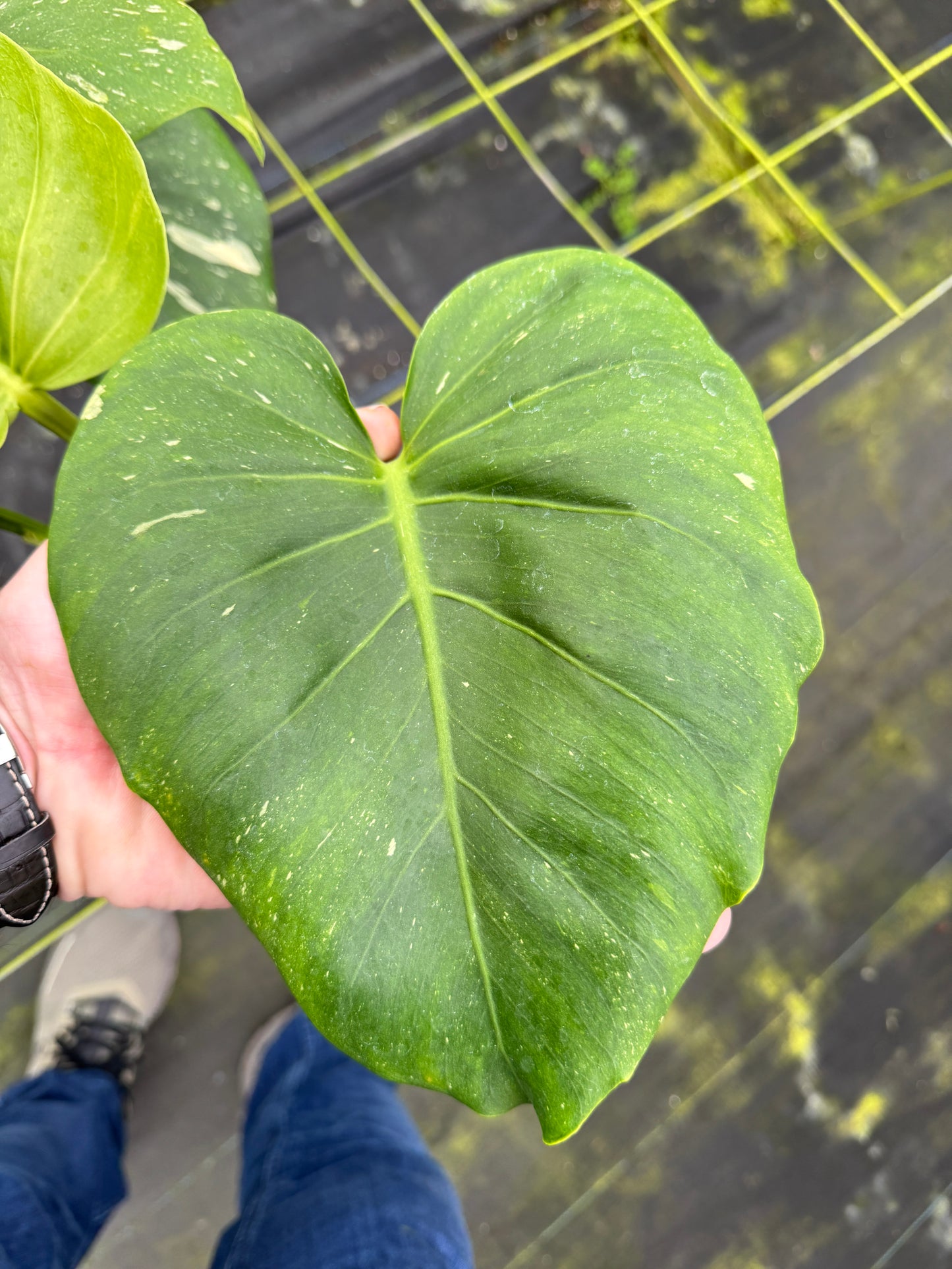 Murated Monstera Thai Con (ruffled leaves and unique pattern)