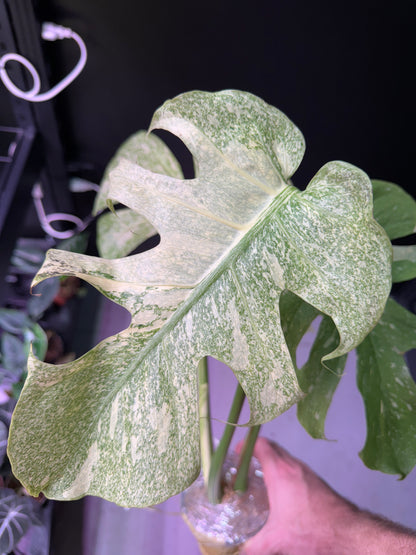 2-leaf Top Cut Monstera Deliciosa 'Starlight' Variegated