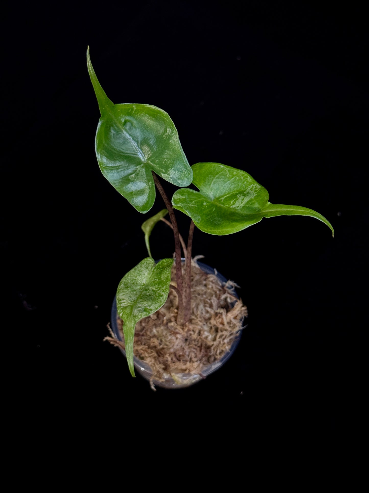 Alocasia Stingray Albo Pink MINT variegated