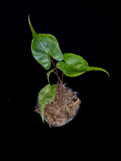 Alocasia Stingray Albo Pink MINT variegated