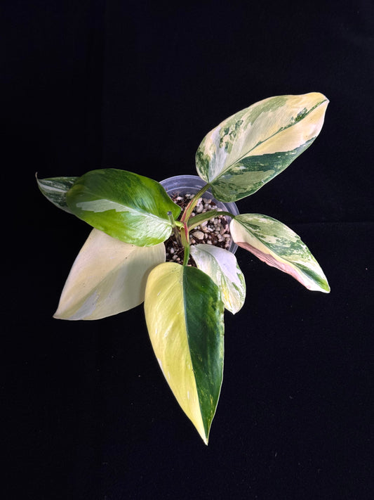 Philodendron White Princess aurea variegated