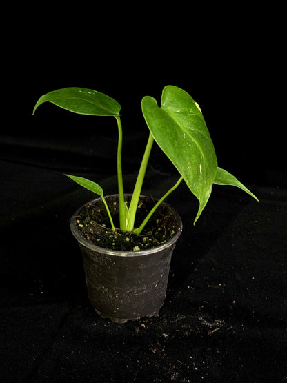 Monstera Thai Constellation *SPECIAL PICK*