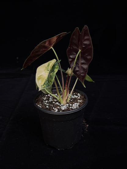 Alocasia Suhirmaniana Aurea Variegated *Exact Plant*