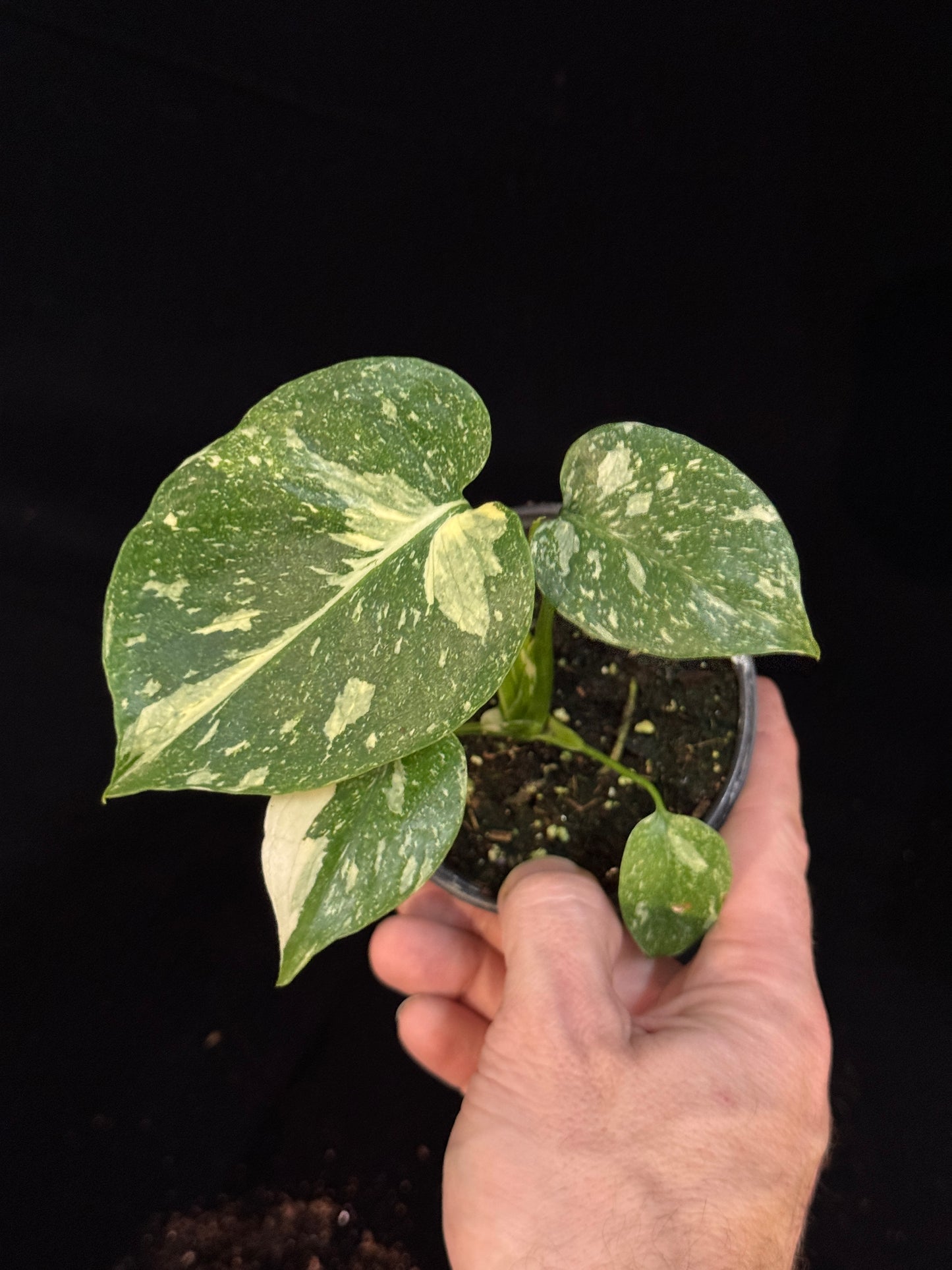 Monstera Thai Constellation *SPECIAL PICK*