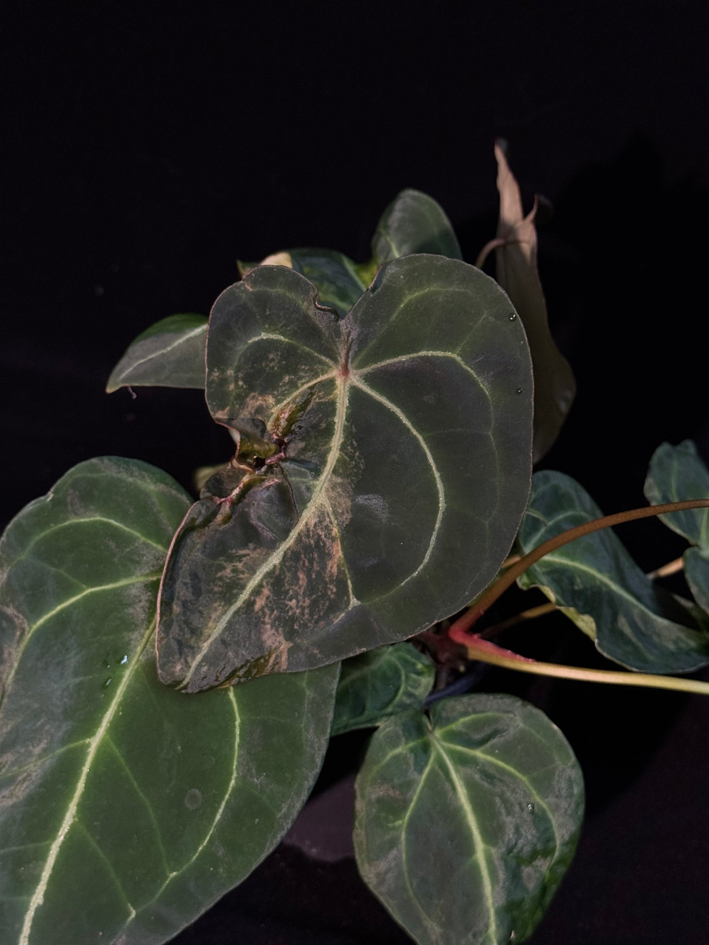 Anthurium Forgetii Sport