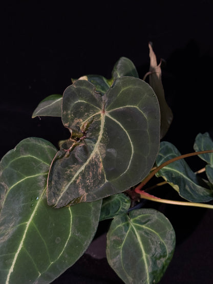 Anthurium Forgetii Sport