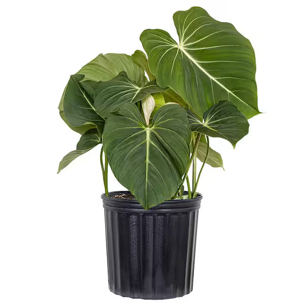 Philodendron Gloriosum