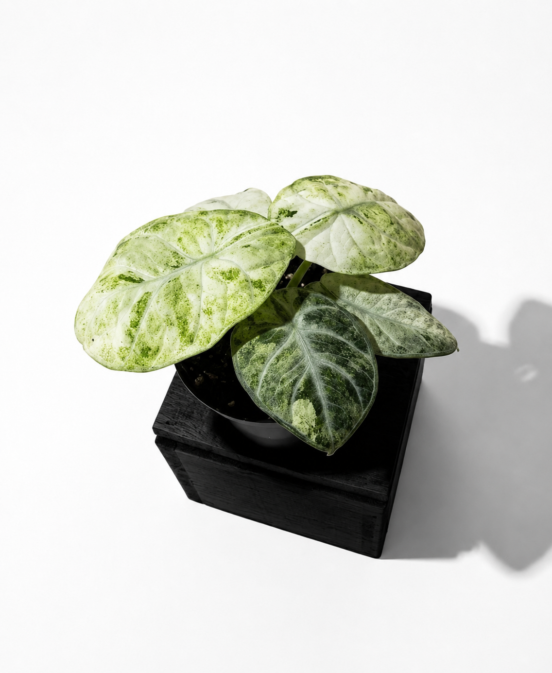 Alocasia Tricolor Variegated Ninja