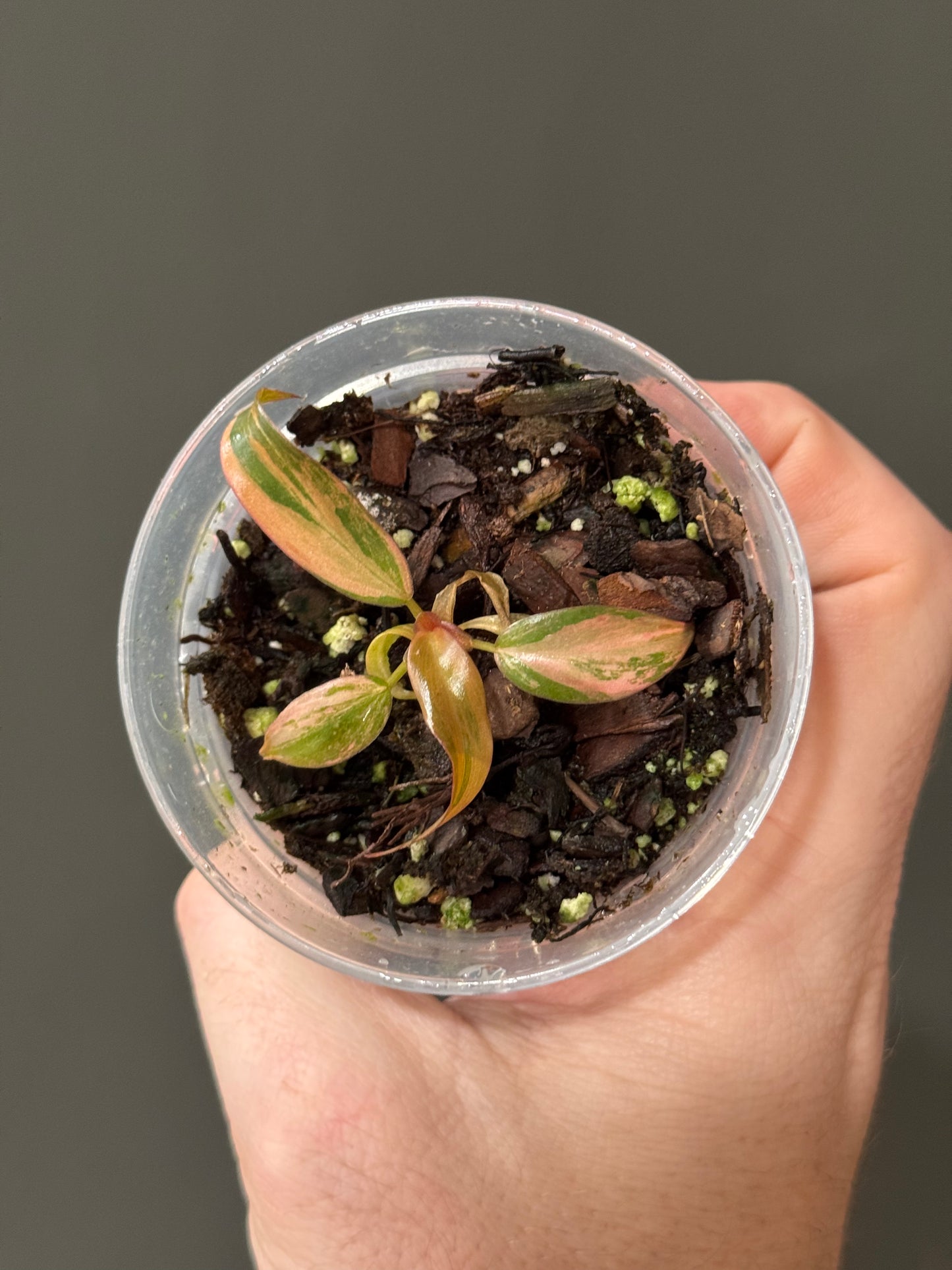 Philodendron Fire Princess