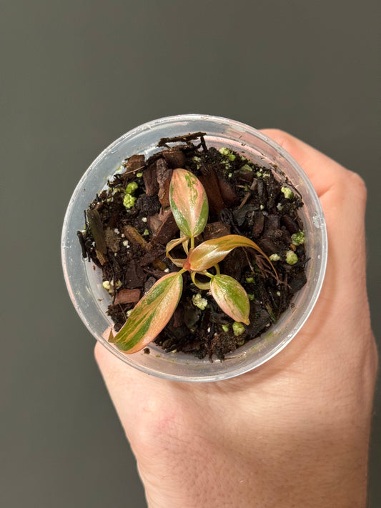 Philodendron Fire Princess