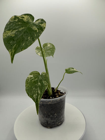 Monstera White Monster - Growers Choice