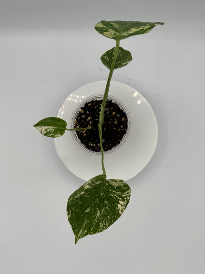 Monstera White Monster - Growers Choice