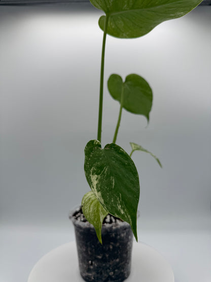 Monstera White Monster - Growers Choice