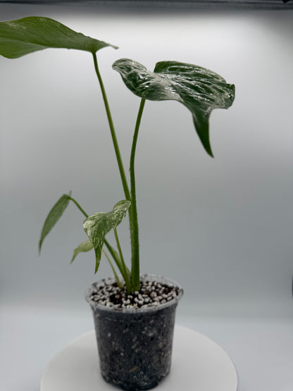 Monstera White Monster - Growers Choice