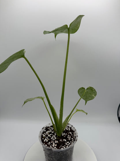 Monstera White Monster - Growers Choice