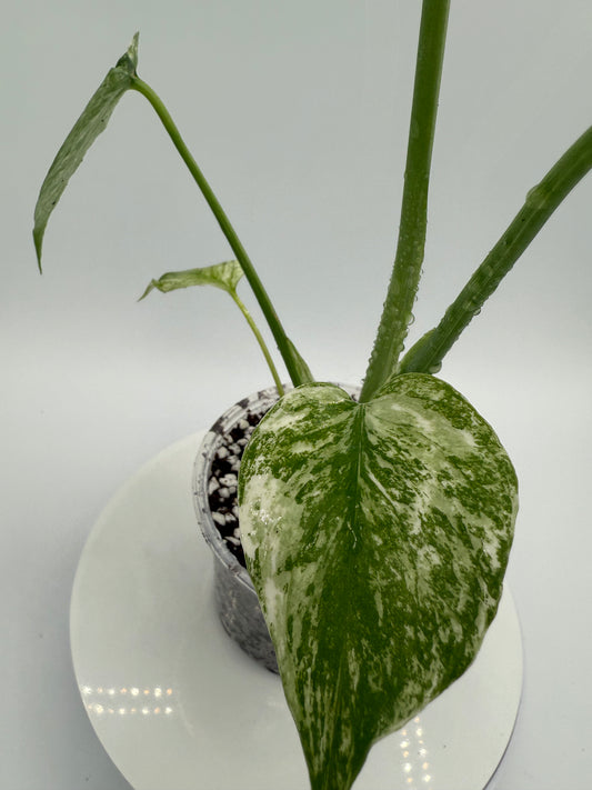 Monstera White Monster - Growers Choice