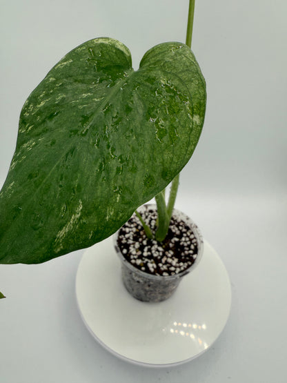 Monstera White Monster - Growers Choice