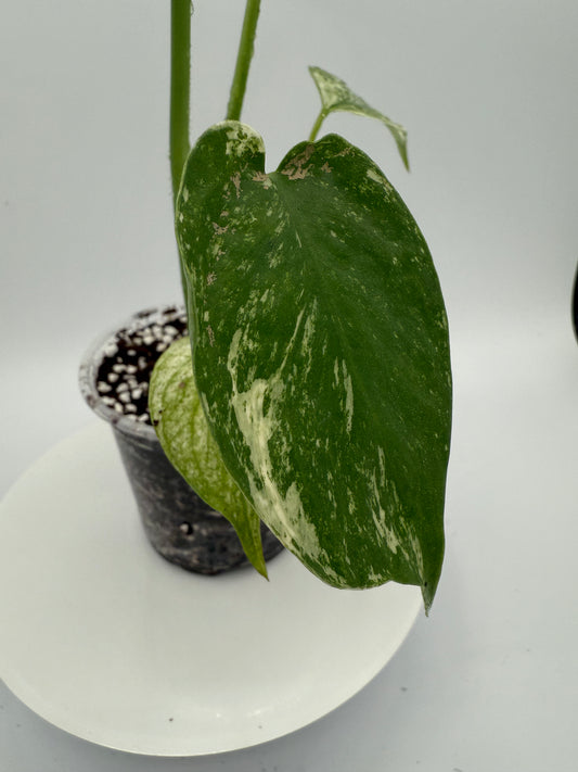 Monstera White Monster - Growers Choice