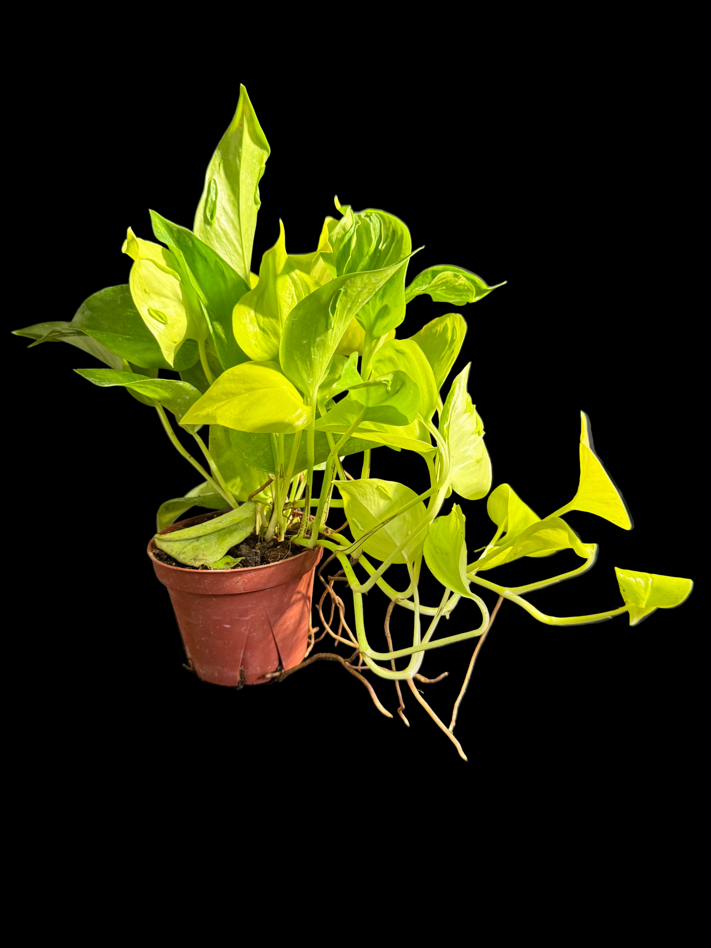 Pothos Sao Paulo - Grower's Choice