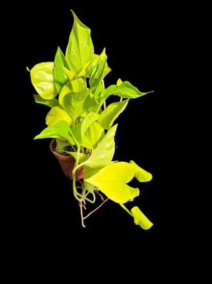 Pothos Sao Paulo - Grower's Choice