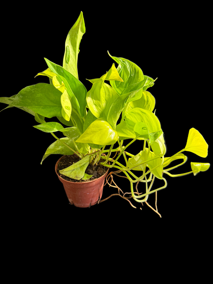 Pothos Sao Paulo - Grower's Choice