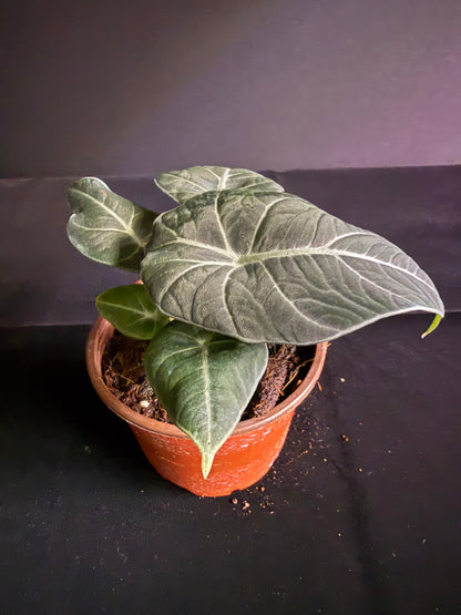 Alocasia Black Velvet - Grower's Choice