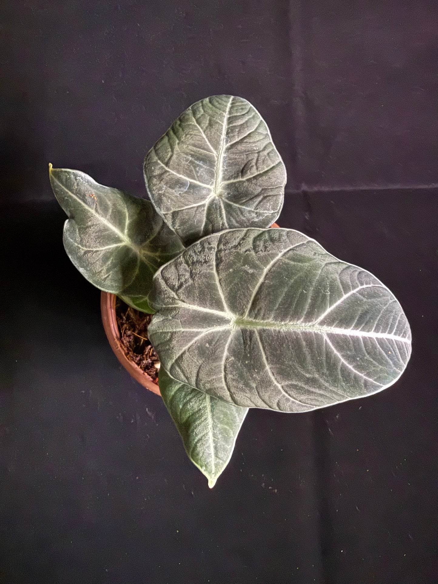 Alocasia Black Velvet - Grower's Choice