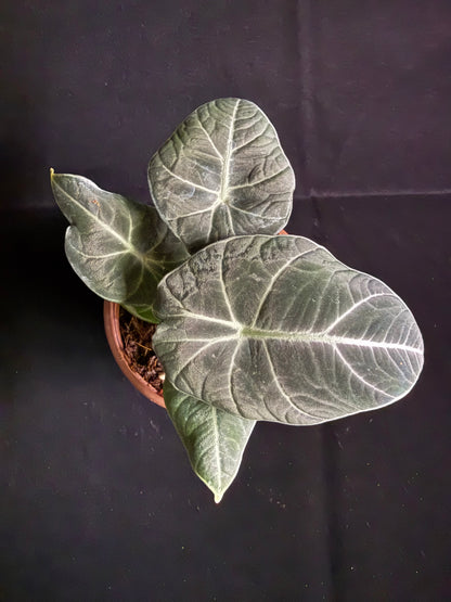 Alocasia Black Velvet - Grower's Choice
