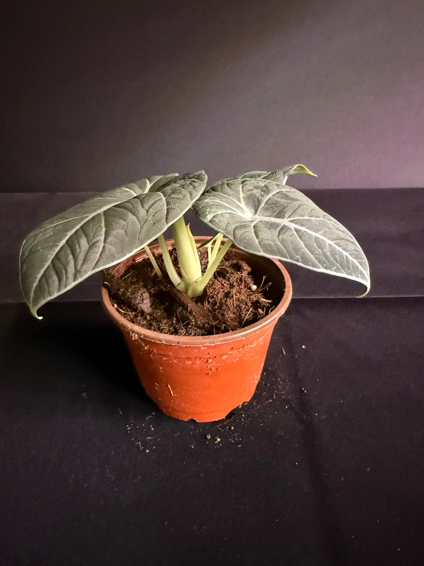 Alocasia Black Velvet - Grower's Choice