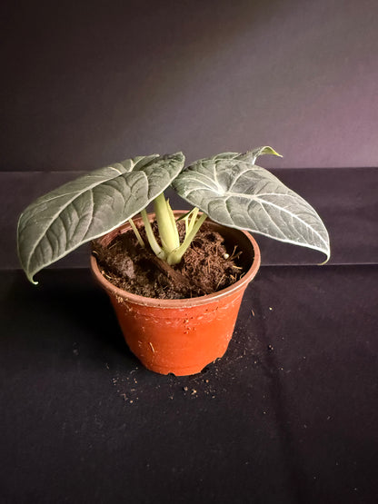 Alocasia Black Velvet - Grower's Choice