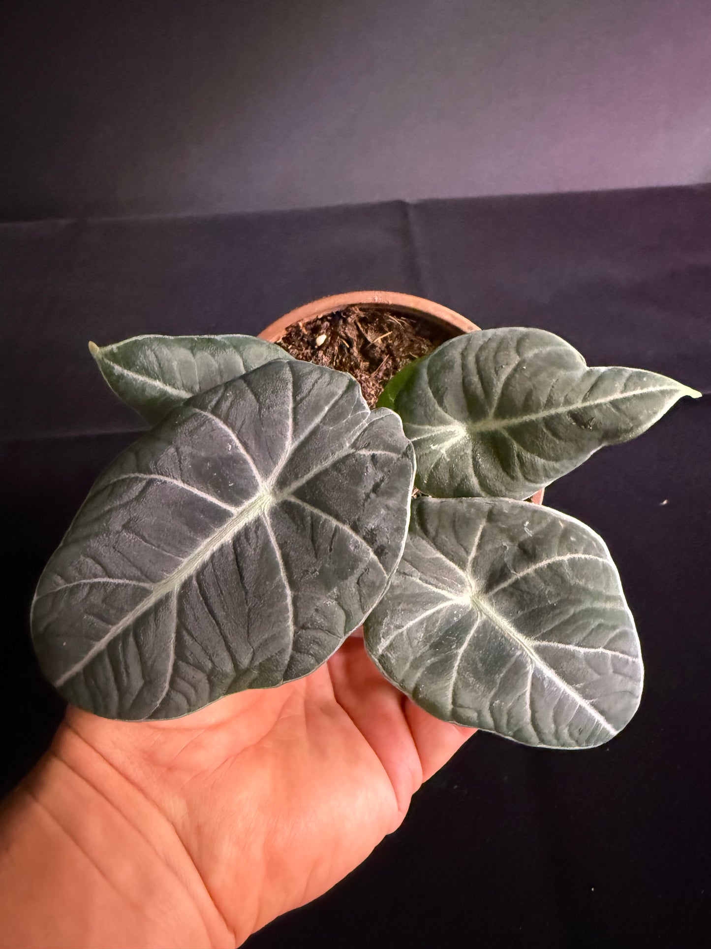 Alocasia Black Velvet - Grower's Choice
