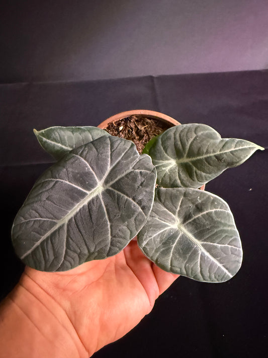 Alocasia Black Velvet - Grower's Choice