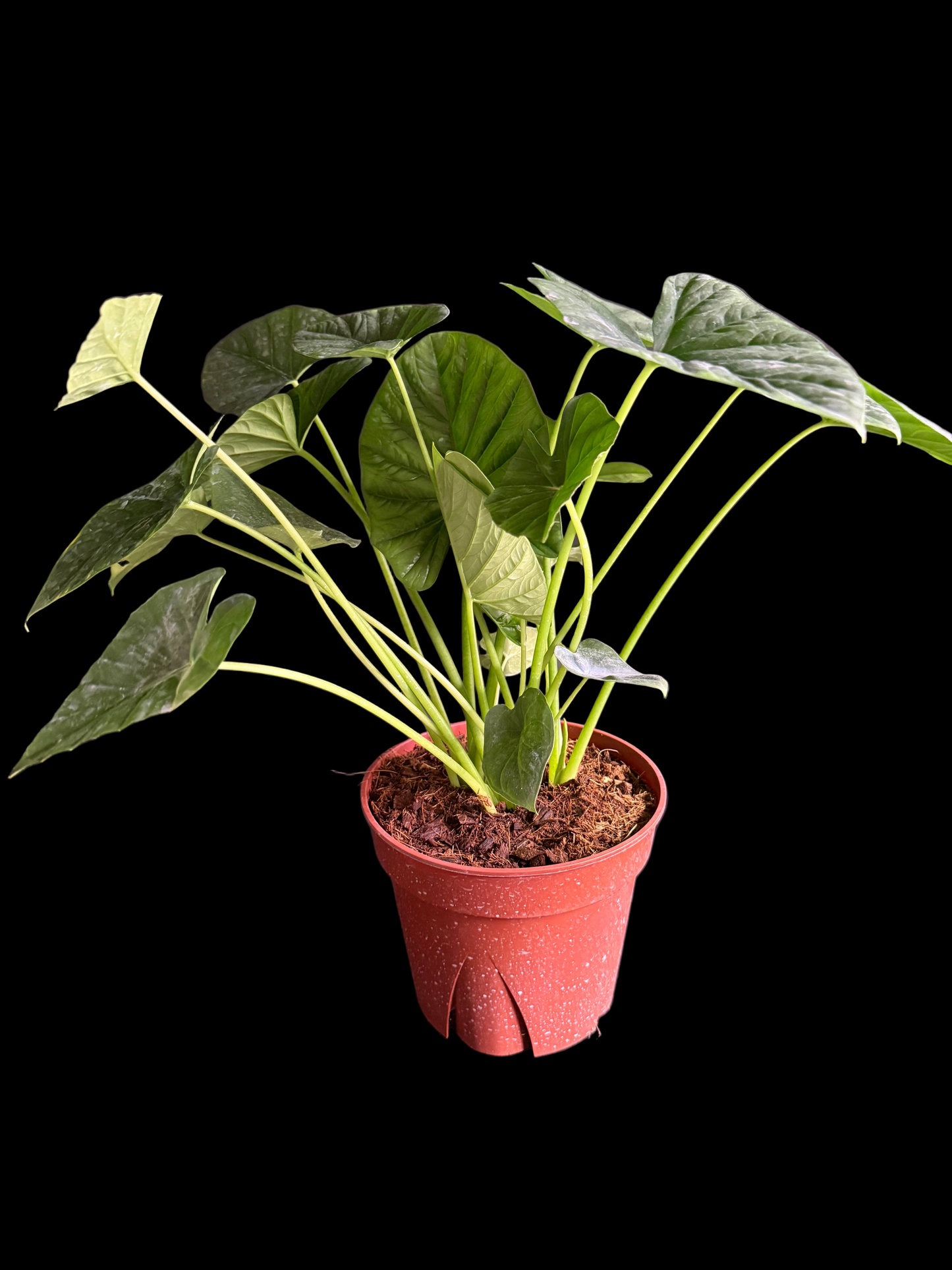 Alocasia Lukiwan (Alba x Sinuata) - Grower's Choice