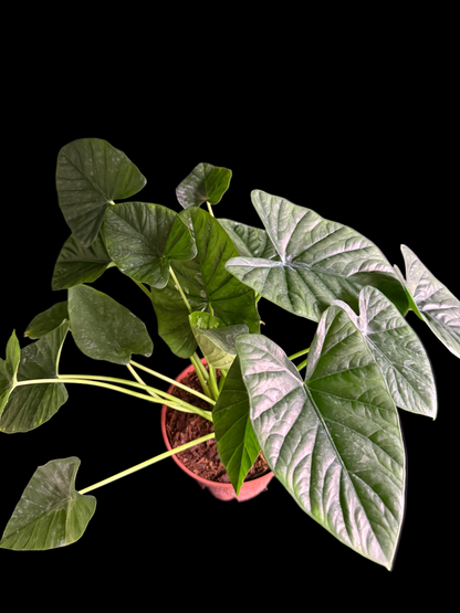 Alocasia Lukiwan (Alba x Sinuata) - Grower's Choice