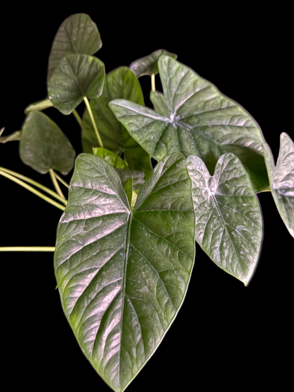 Alocasia Lukiwan (Alba x Sinuata) - Grower's Choice