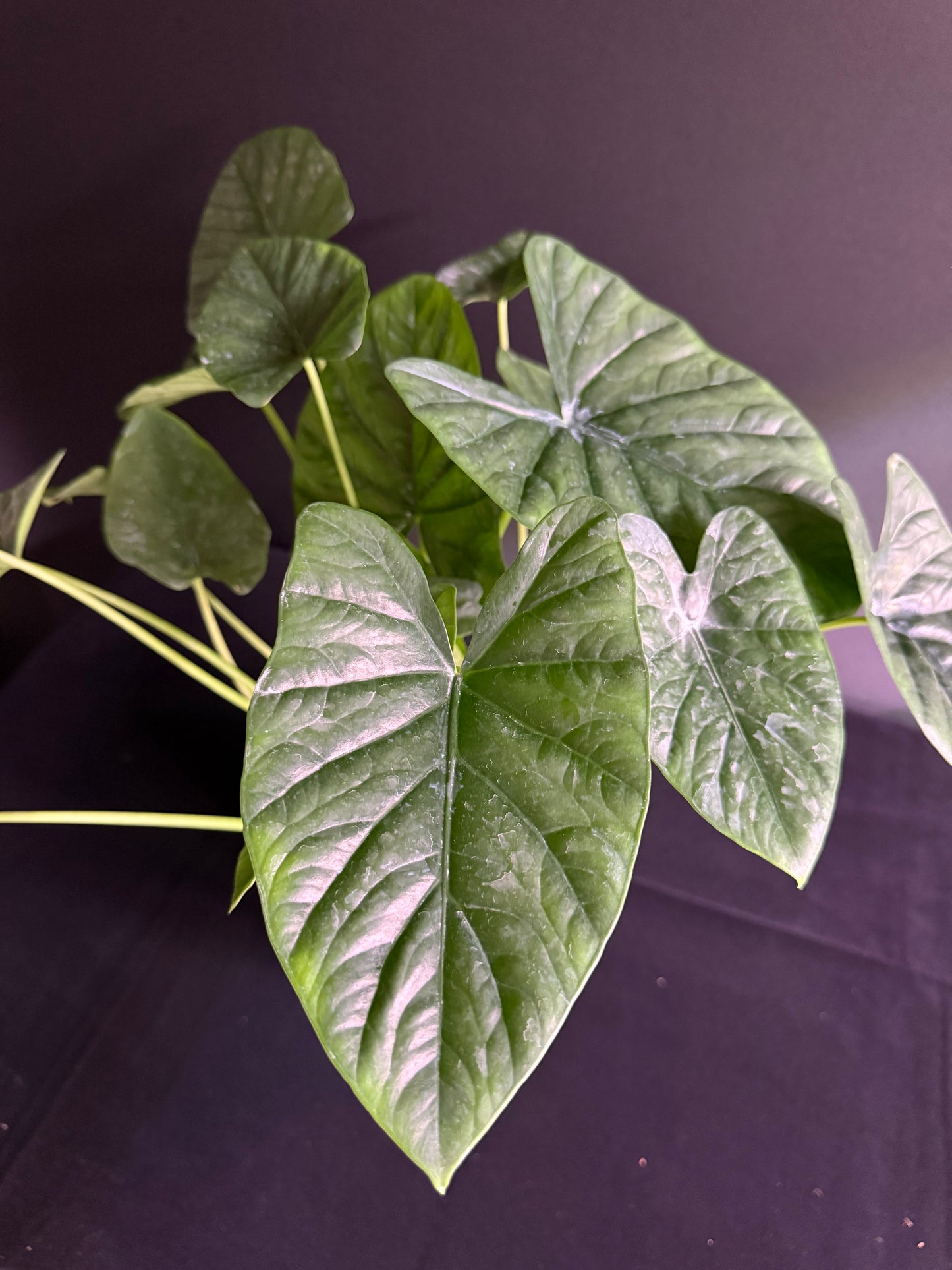 Alocasia Lukiwan (Alba x Sinuata) - Grower's Choice