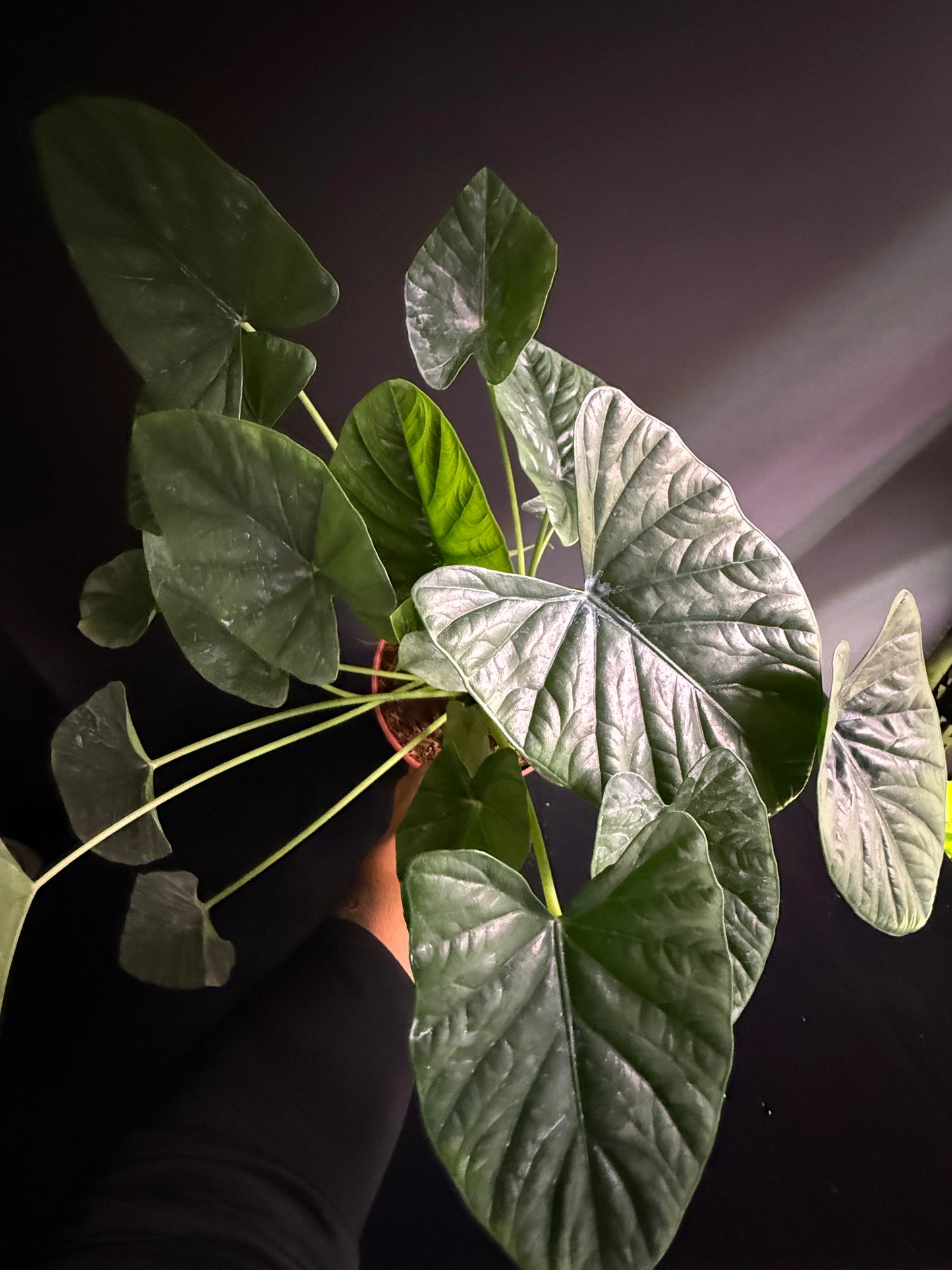 Alocasia Lukiwan (Alba x Sinuata) - Grower's Choice