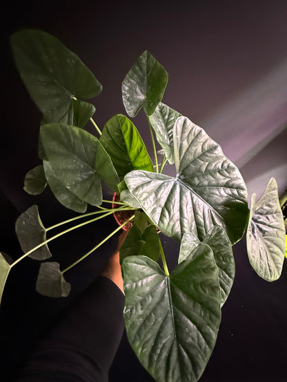 Alocasia Lukiwan (Alba x Sinuata) - Grower's Choice