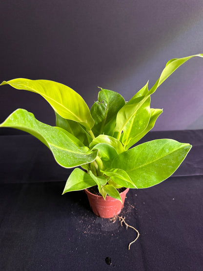 Philodendron Moonlight - Grower's Choice