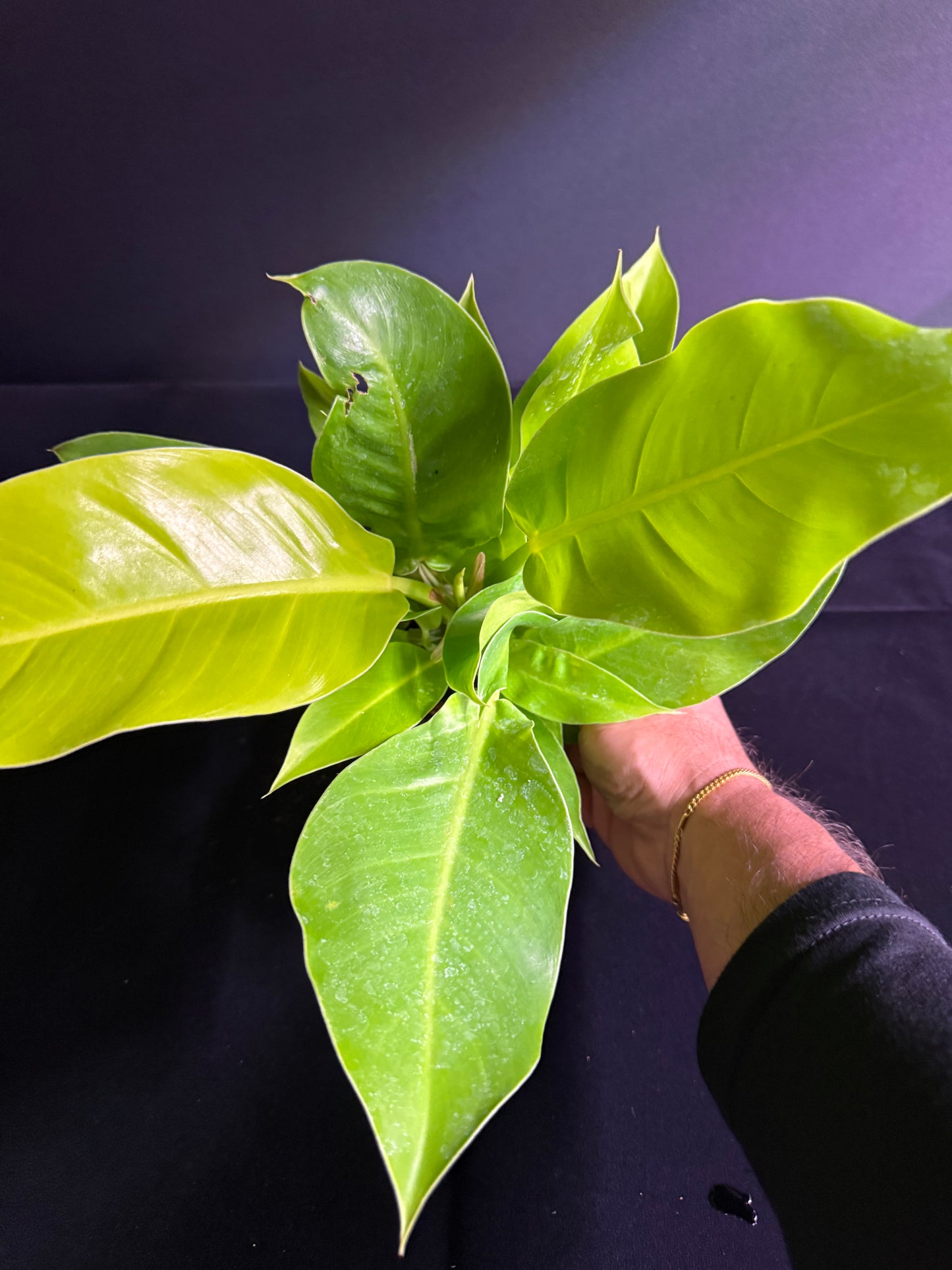 Philodendron Moonlight - Grower's Choice