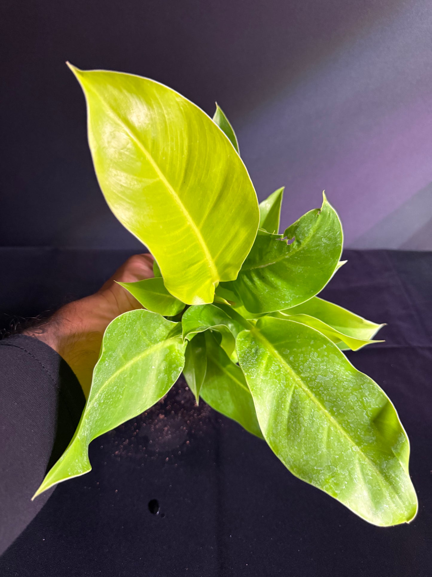 Philodendron Moonlight - Grower's Choice