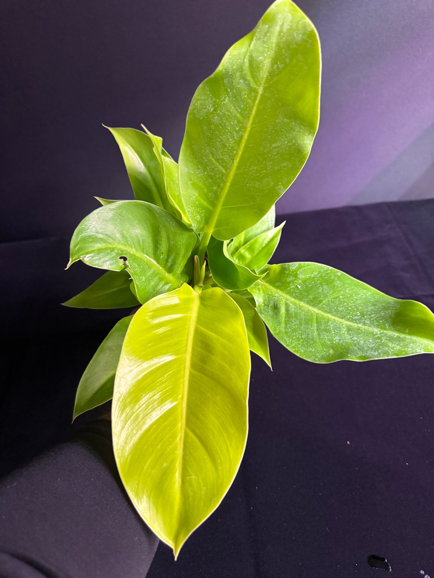 Philodendron Moonlight - Grower's Choice