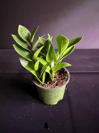 Zamioculcas Dwarf Zamicro - Dwarf ZZ Plant - Grower's Choice