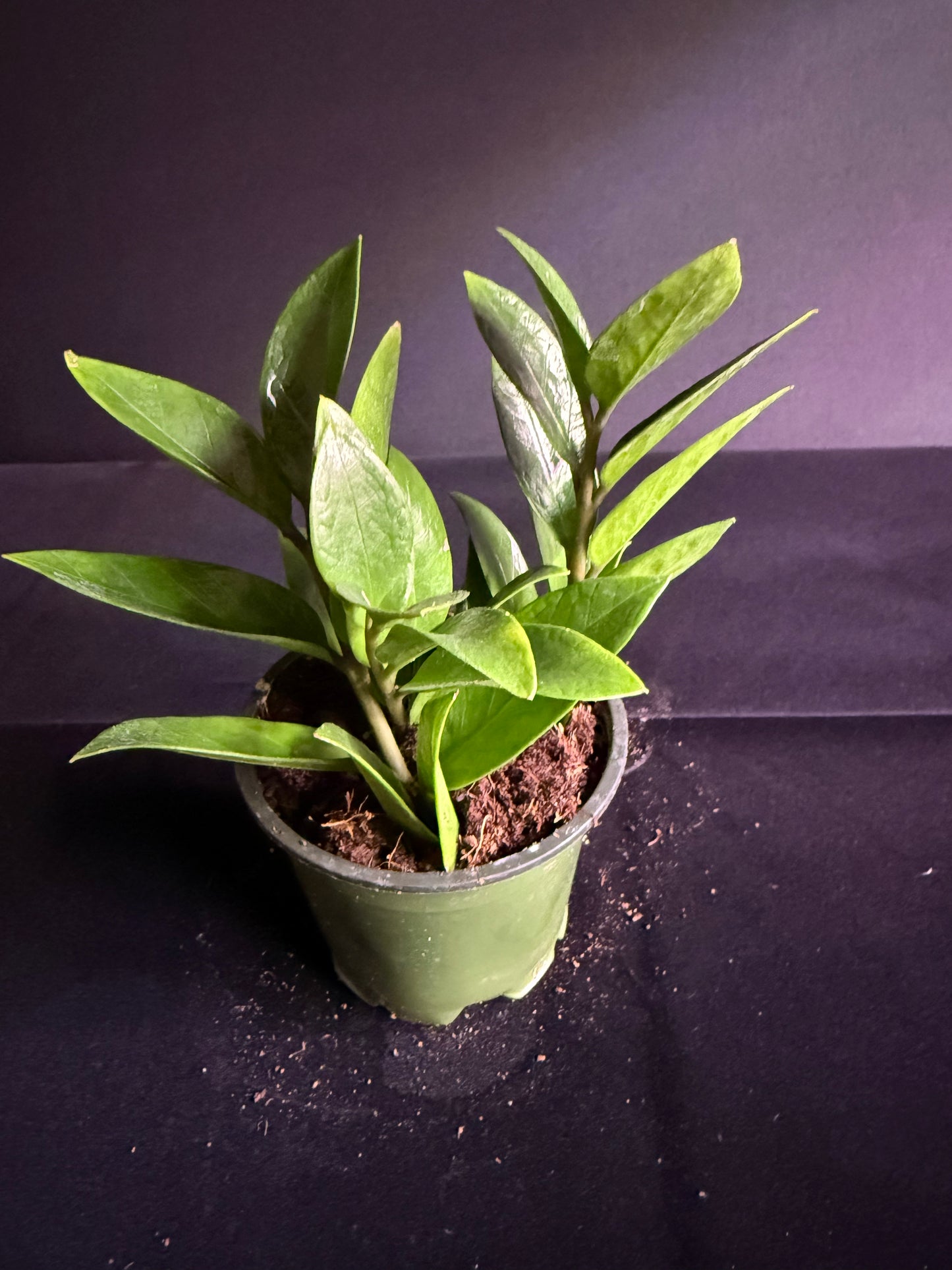 Zamioculcas Dwarf Zamicro - Dwarf ZZ Plant - Grower's Choice