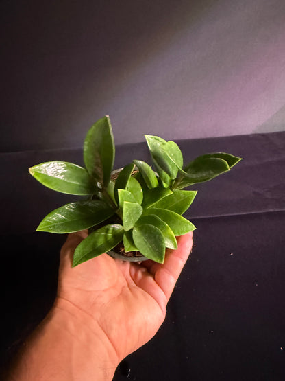 Zamioculcas Dwarf Zamicro - Dwarf ZZ Plant - Grower's Choice