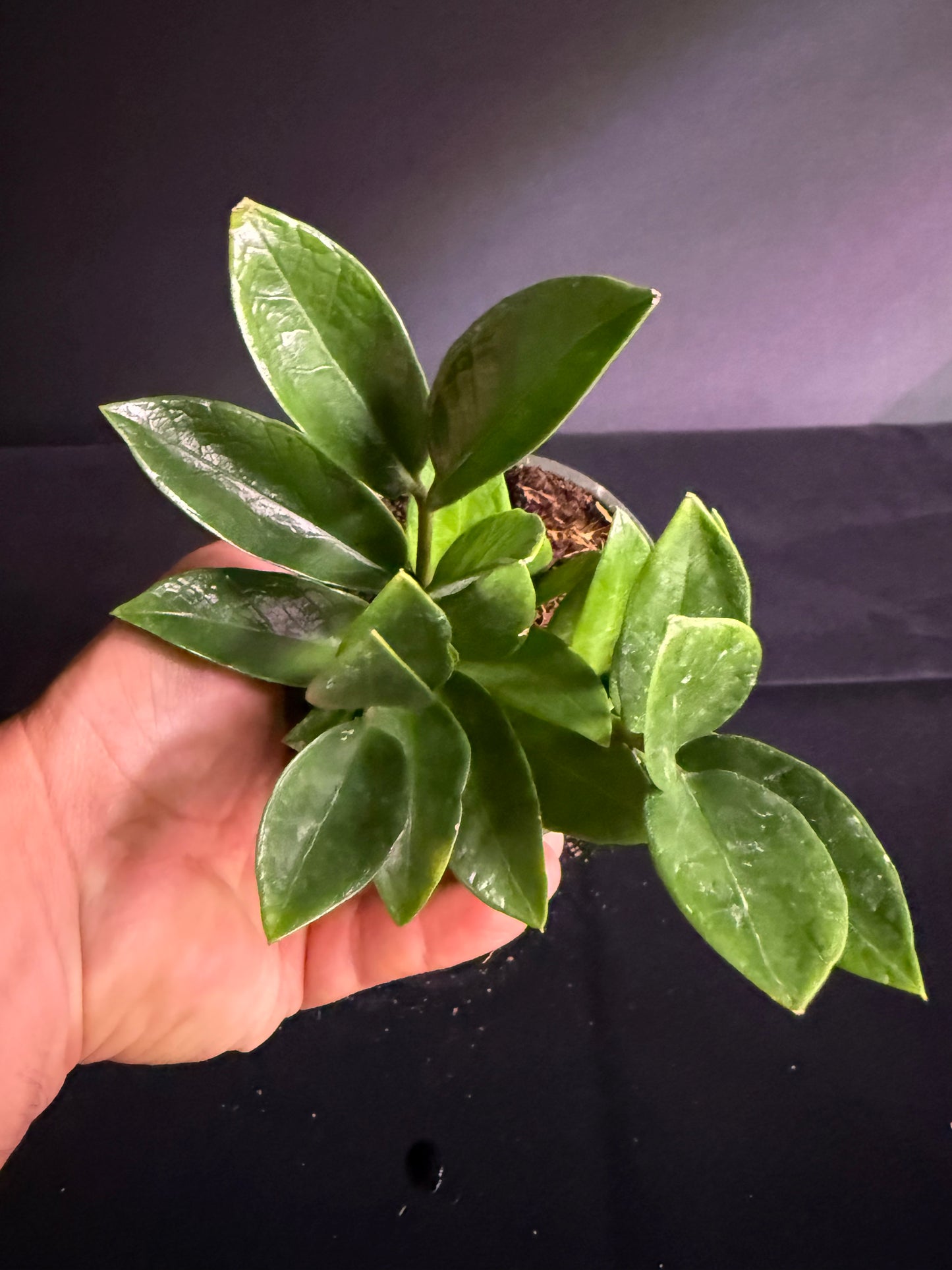 Zamioculcas Dwarf Zamicro - Dwarf ZZ Plant - Grower's Choice