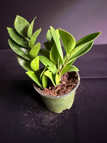 Zamioculcas Dwarf Zamicro - Dwarf ZZ Plant - Grower's Choice