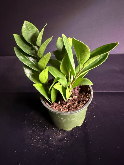 Zamioculcas Dwarf Zamicro - Dwarf ZZ Plant - Grower's Choice
