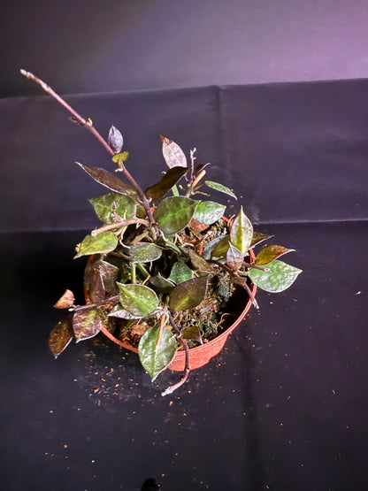 Hoya Krohniana Black - Grower's Choice