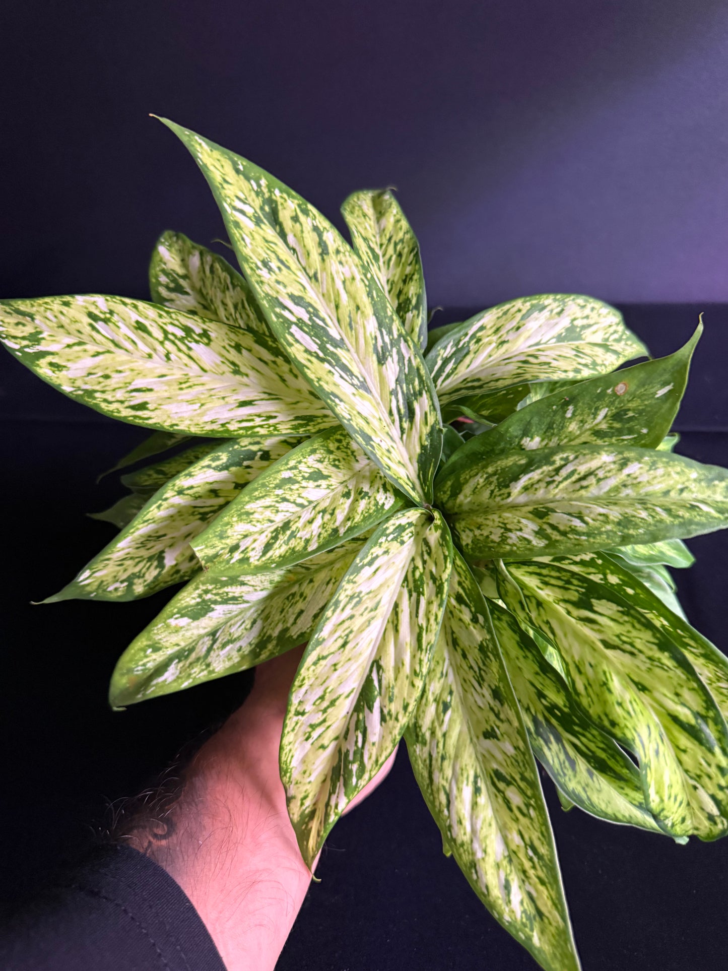 Dieffenbachia Starbright - Grower's Choice